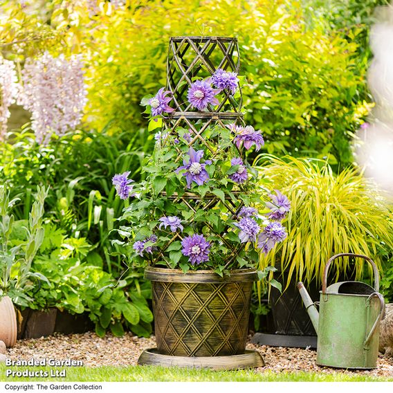 Clematis Diamantina™ evipo039