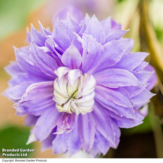 Clematis Diamantina™ evipo039