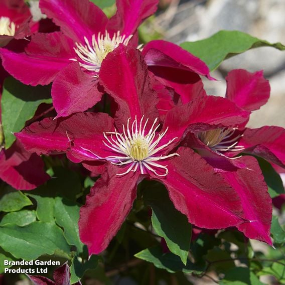 Clematis 'Elpis'
