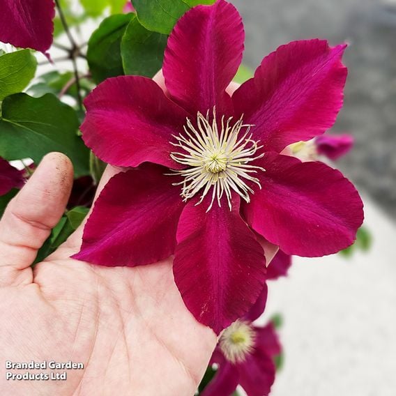 Clematis 'Elpis'