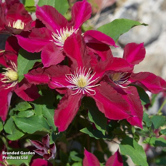Clematis 'Elpis'