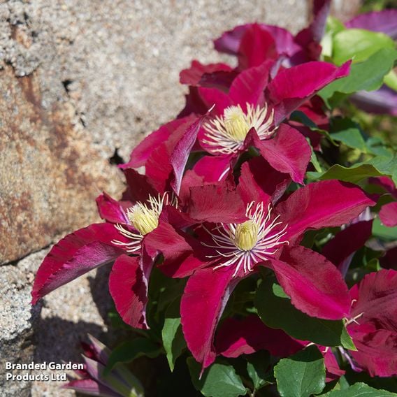 Clematis 'Elpis'