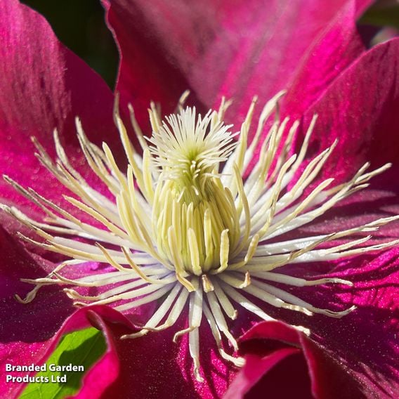 Clematis 'Elpis'