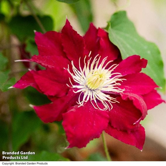 Clematis 'Elpis'