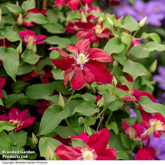 Clematis 'Elpis'