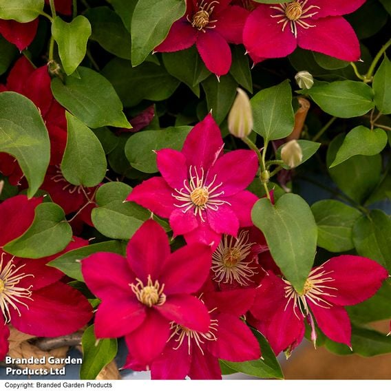 Clematis 'Elpis'