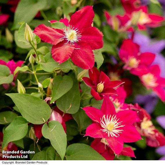 Clematis 'Elpis'