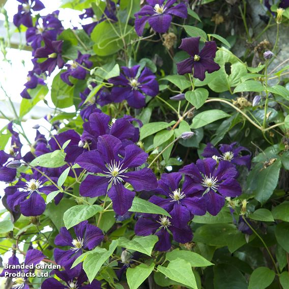 Clematis 'Étoile Violette'