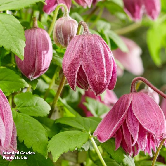 Clematis alpina 'Imke'