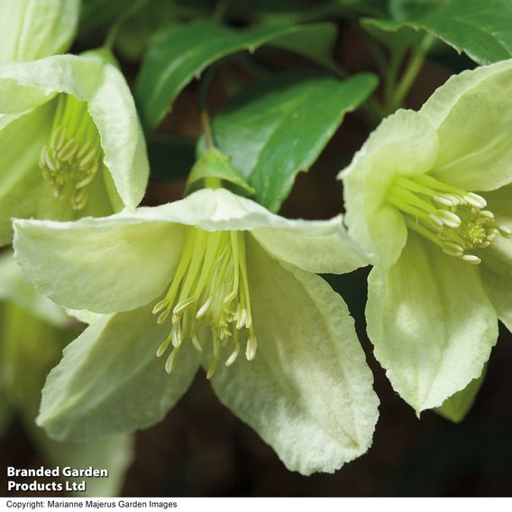 Clematis cirrhosa 'Jingle Bells'