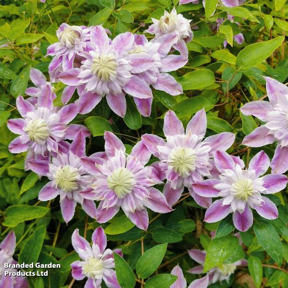 Clematis Double Flowered Collection