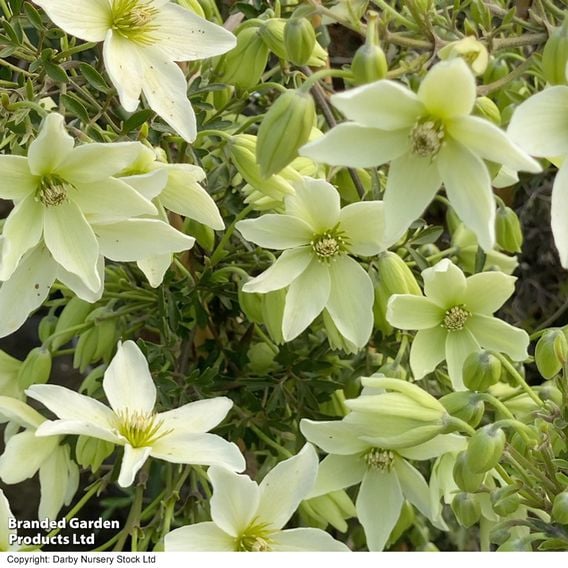 Clematis 'Kimiko'