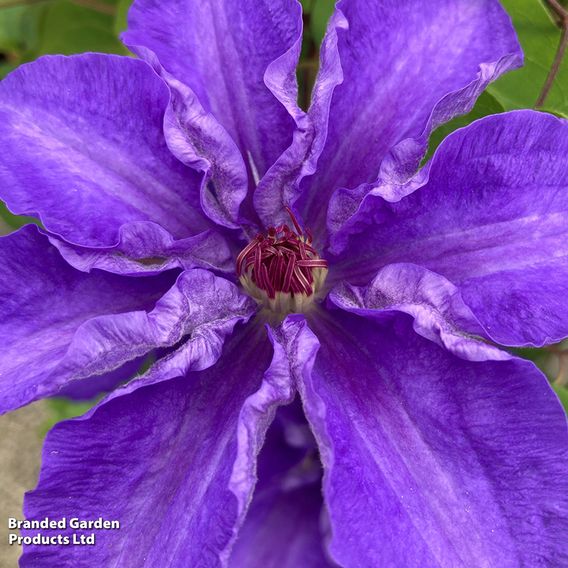 Clematis 'Lindsay'™
