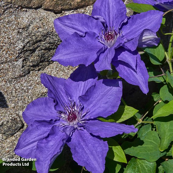 Clematis 'Lindsay'™