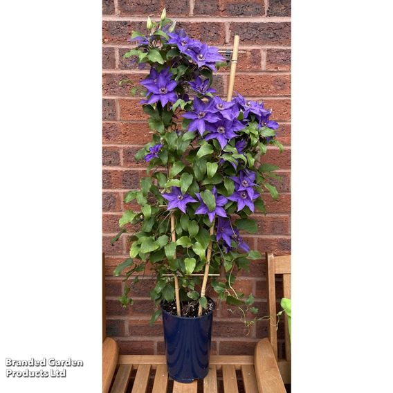 Clematis 'Lindsay'™