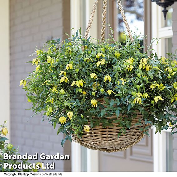 Clematis 'Little Lemons'