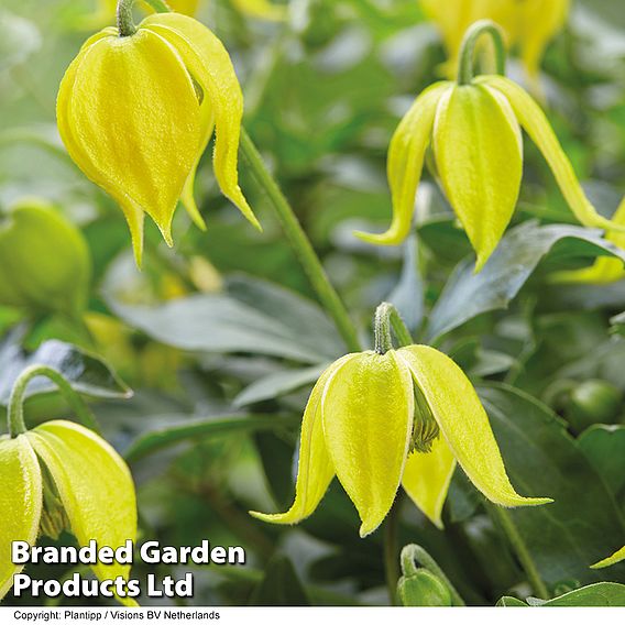 Clematis 'Little Lemons'