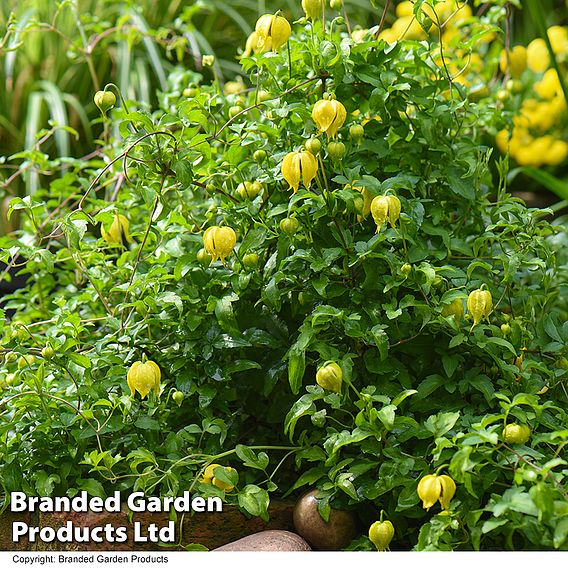 Clematis 'Little Lemons'