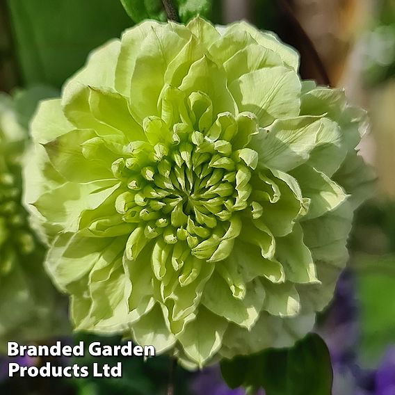 Clematis florida 'Manju'