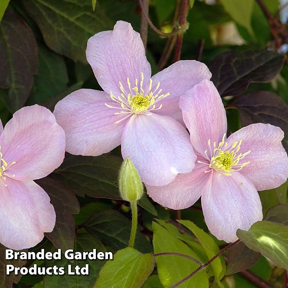 Clematis montana 'Mayleen'