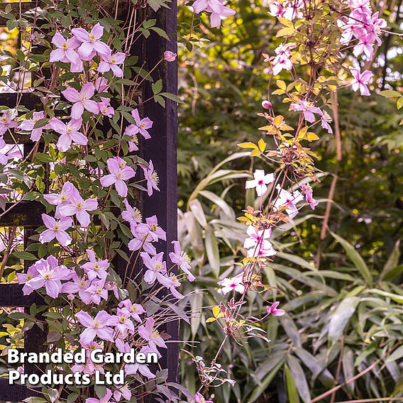 Clematis montana 'Mayleen'