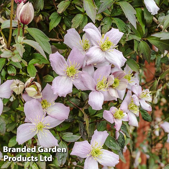 Clematis montana 'Mayleen'