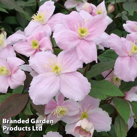 Clematis montana 'Mayleen'