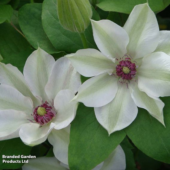 Clematis 'Large-flowered Collection'