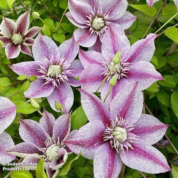 Clematis 'Mochi'