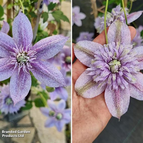 Clematis 'Mochi'
