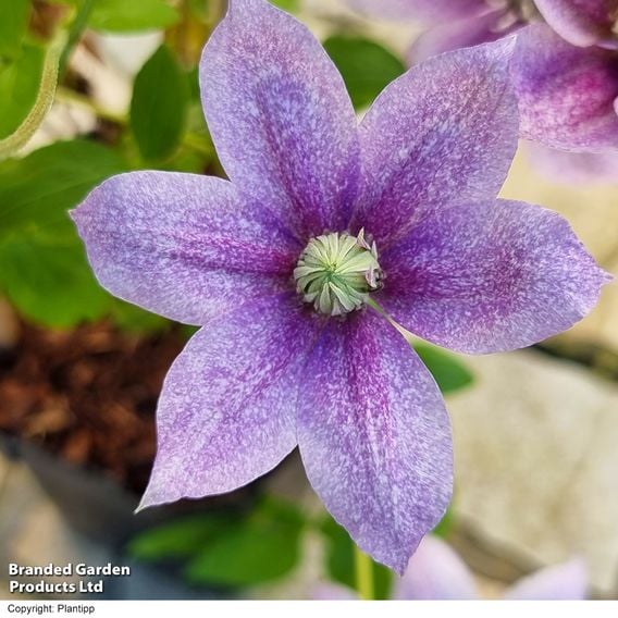 Clematis 'Mochi'