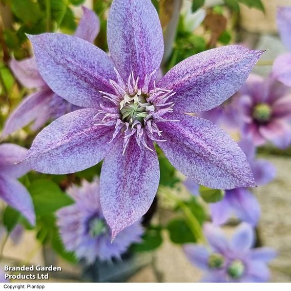 Clematis 'Mochi'
