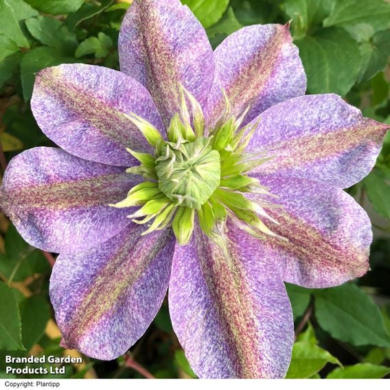Clematis 'Mochi'