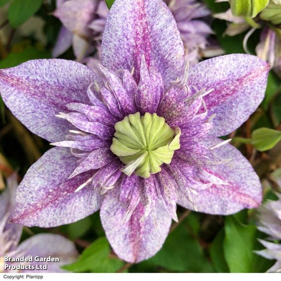 Clematis 'Mochi'