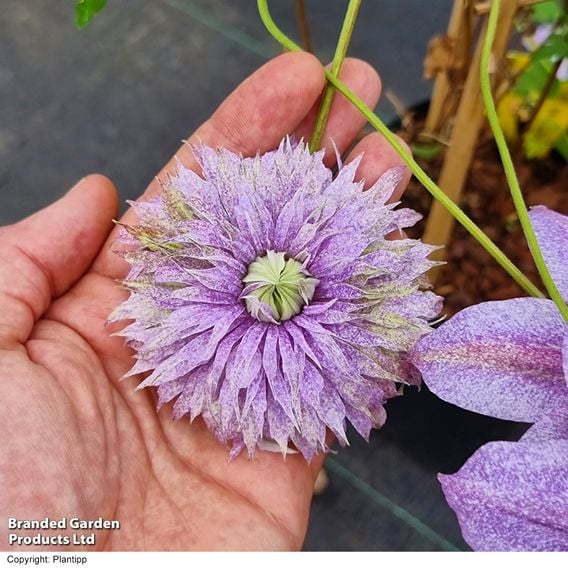 Clematis 'Mochi'