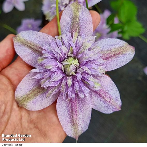 Clematis 'Mochi'