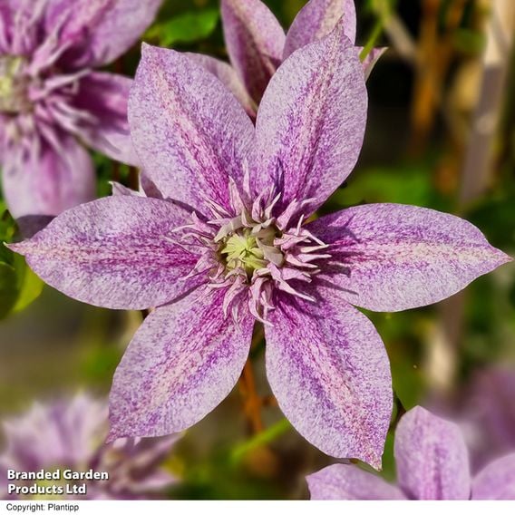 Clematis 'Mochi'
