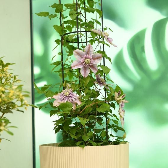 Clematis 'Mochi'