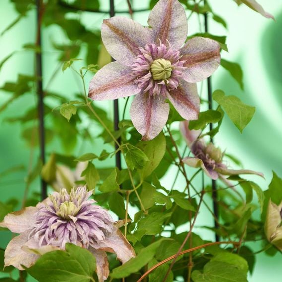 Clematis 'Mochi'