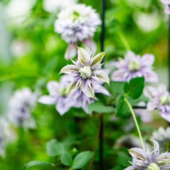 Clematis 'Mochi'