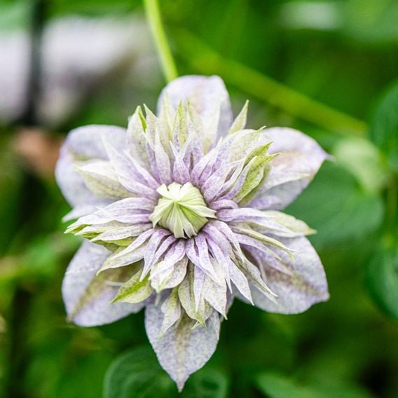 Clematis 'Mochi'