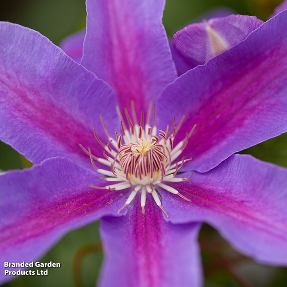 Clematis montana 'Giant Star®'