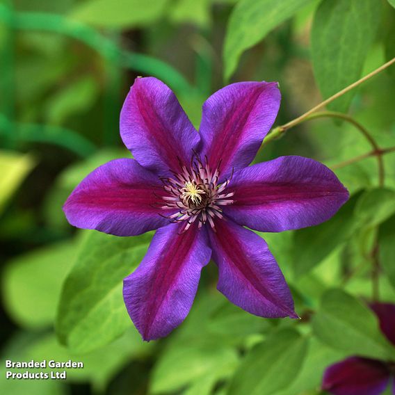 Clematis 'Large-flowered Collection'