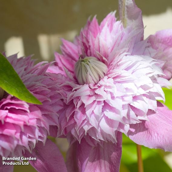 Clematis 'Multi Pink'