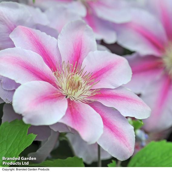 Clematis 'Large-flowered Collection'