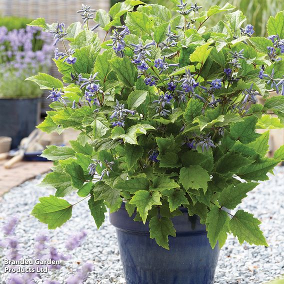 Clematis 'New Love'