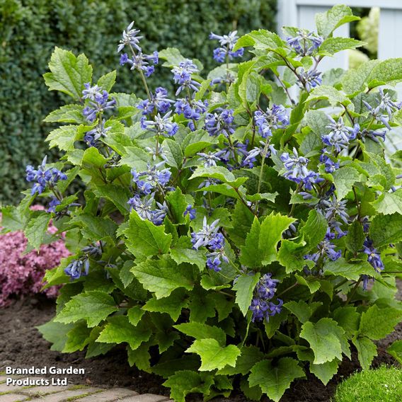 Clematis 'New Love'