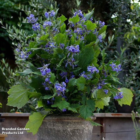 Clematis 'New Love'