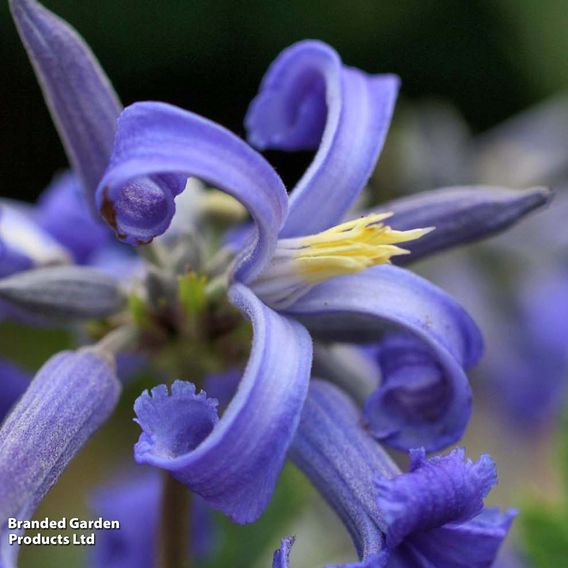 Clematis 'New Love'