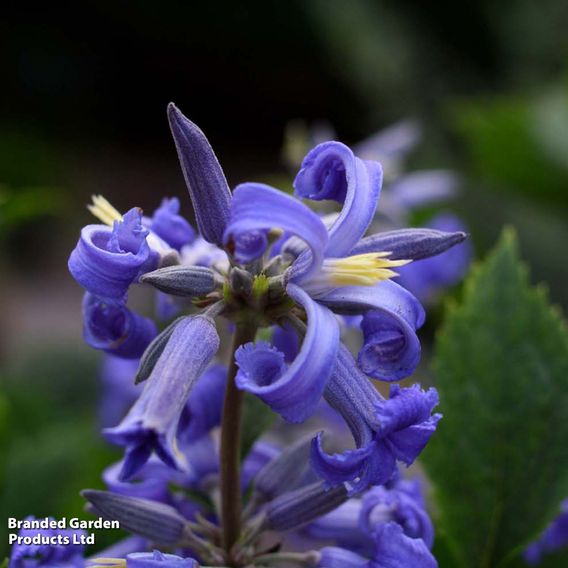 Clematis 'New Love'